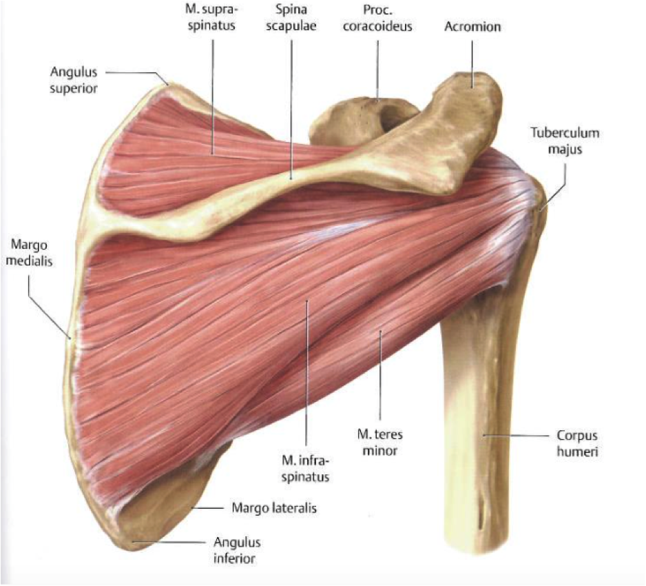 Anatomi scapula